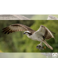 گونه عقاب ماهیگیر Osprey